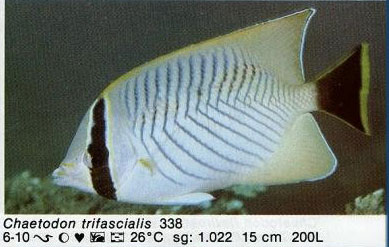 Chaetodon trifascialis